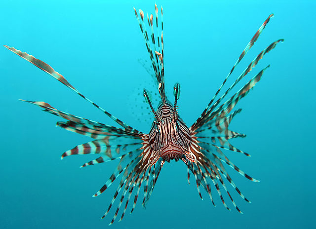 Esemplare di lionfish (Foto da Wikipedia).