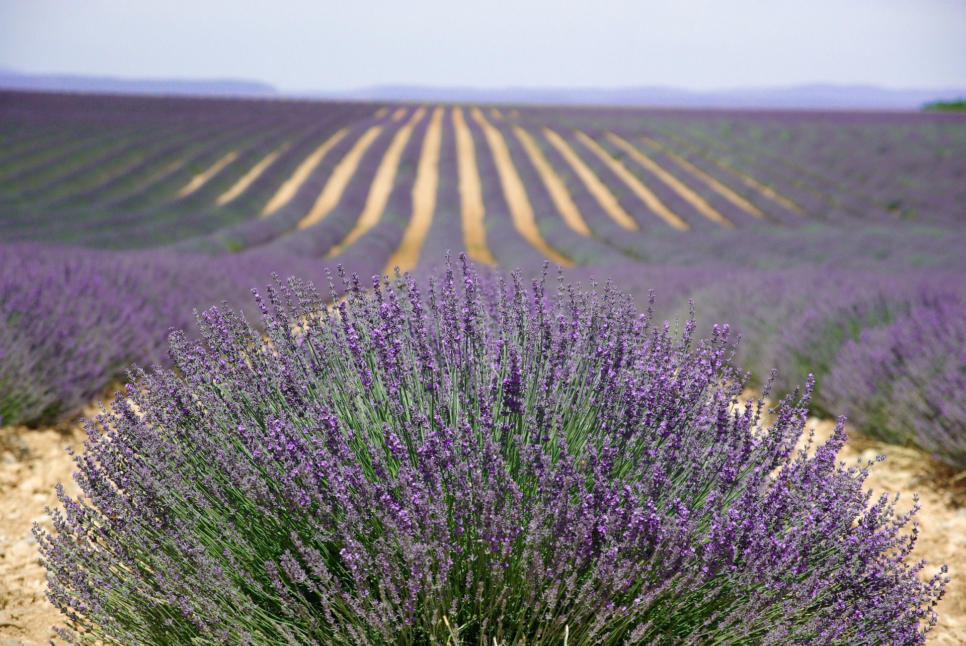 Foto di Pixabay