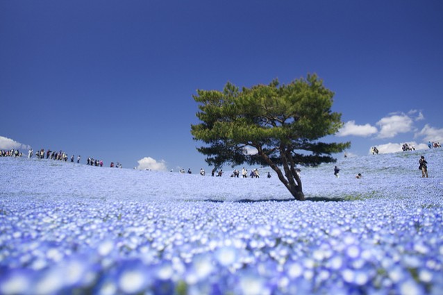 Armonia di Nemophila (foto di kobaken++)