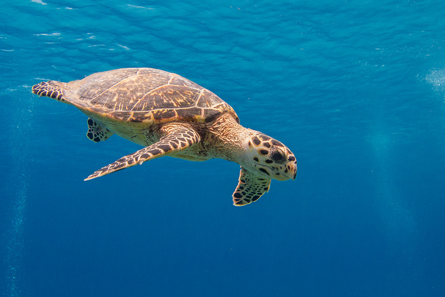 Tartaruga marina a Little Cayman – Foto di SF Brit