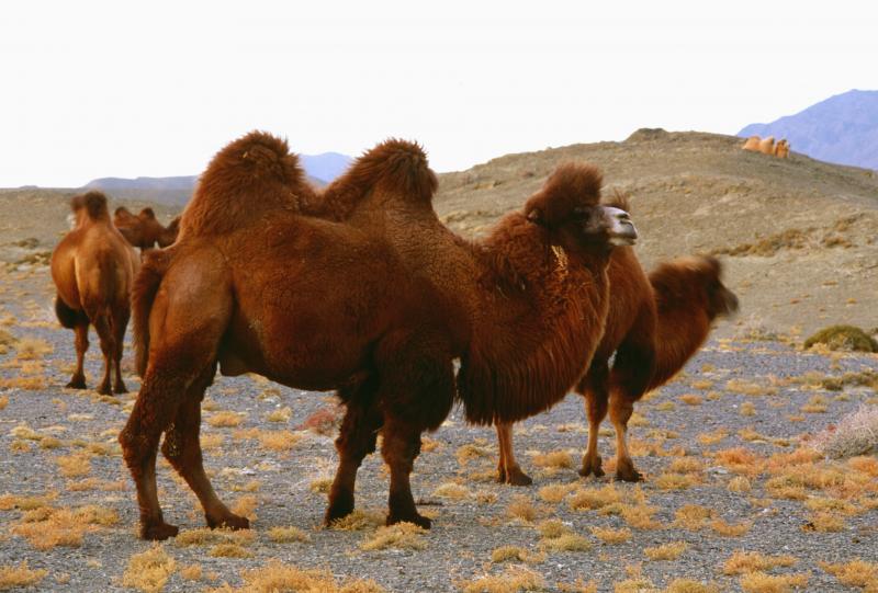 Deserto Taklamakan
