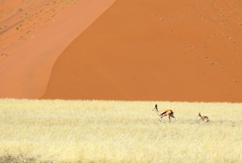 Parco Nazionale di Namib–Naukluft