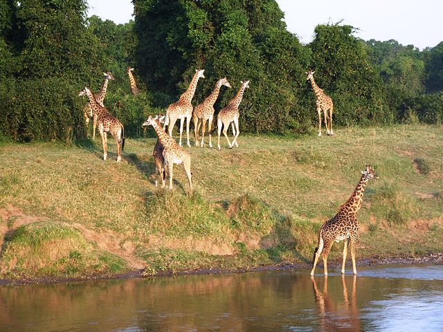 Safari in Kenya, Masai Mara – Foto Wikimedia Commons