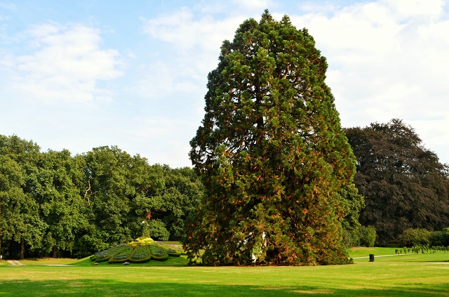 La sequoia gigante