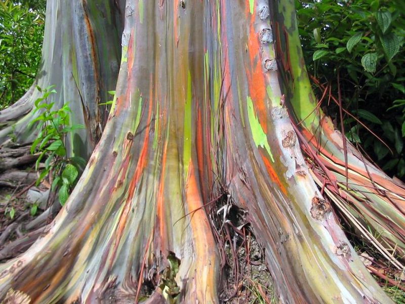 Rainbow Eucalyptus. Foto da Wikipedia