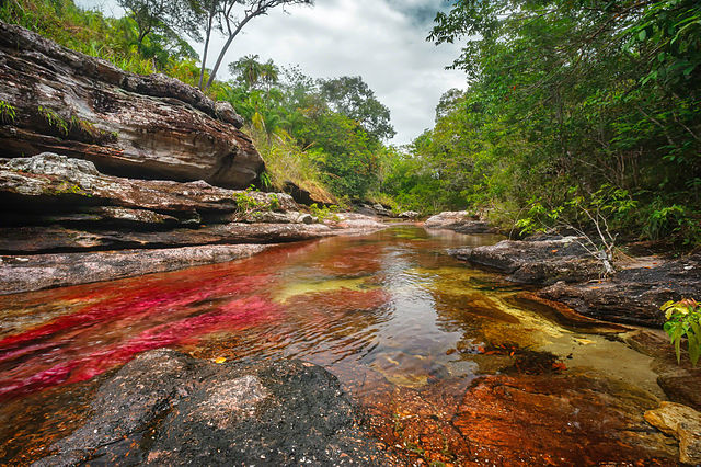 Cano Cristales, Colombia – Foto Wikimedia Commons