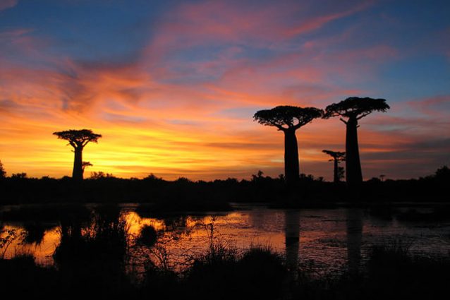 Tramonto nel Viale dei Baobab – Foto Wikimedia Commons