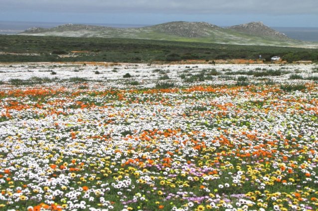 Fioritura del deserto del Namaqualand – Foto Wikimedia Commons