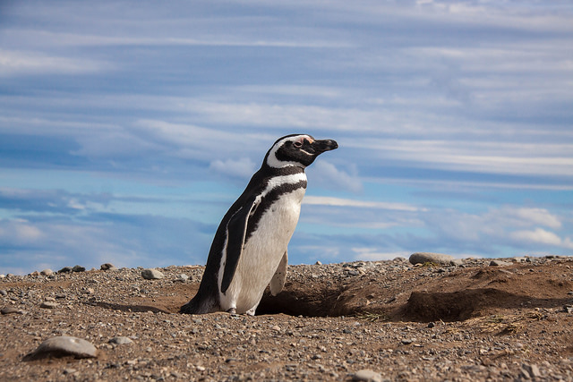 Pinguino di Magellano sull'isola Magdalena – Foto di Chris Goldberg