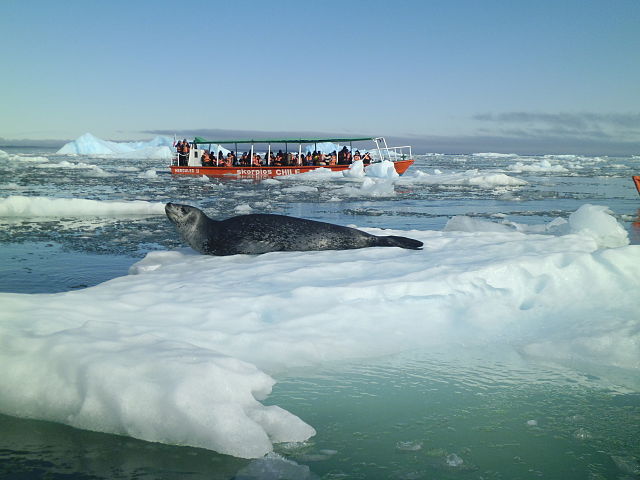 Foca antartica nel Parco Laguna San Rafael – Foto Wikimedia Commons