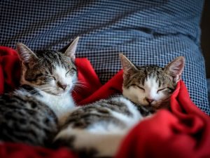 Hotel di lusso .. ma per gatti