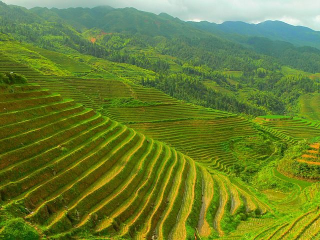 Longji – Foto Wikimedia Commons