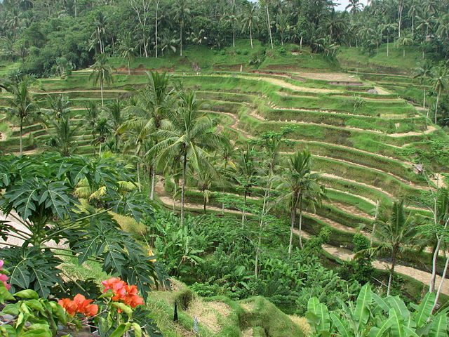 Ubud, Bali – Foto Wikimedia Commons