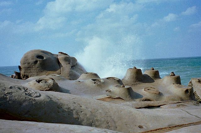 Le "candele di mare" – Foto Wikimedia Commons