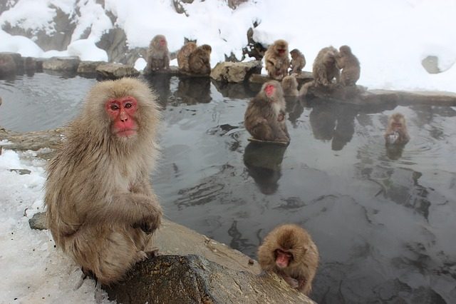 Jigokudani Monkey Park, Giappone – Foto maxpixel.freegreatpicture.com