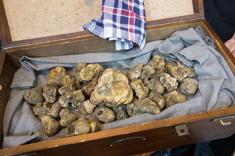 Il tartufo bianco di Alba. Foto da Wikipedia