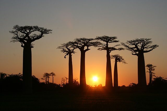 Viale dei Baobab – Foto Wikimedia Commons
