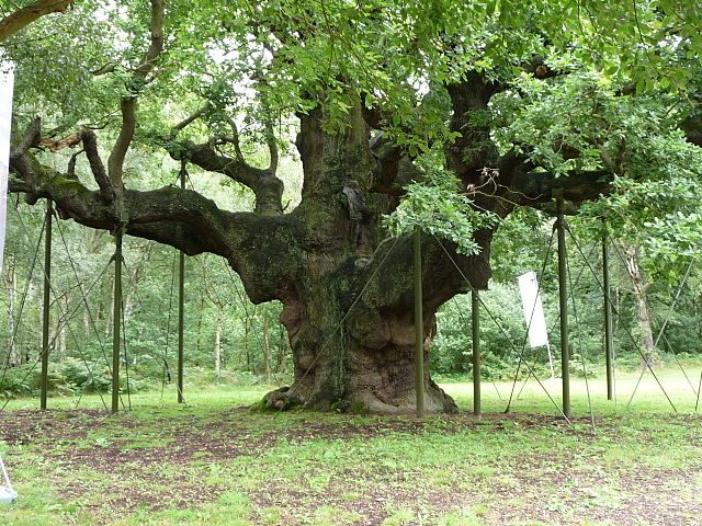 Major Oak – Foto Wikimedia Commons