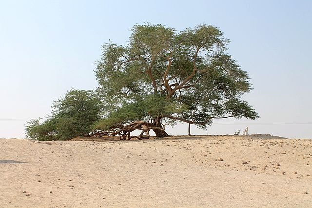 Albero della Vita del Bahrain – Foto Wikimedia Commons