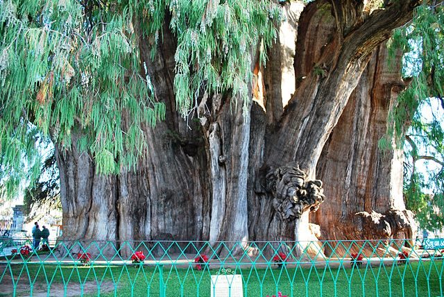 Albero di Tule – Foto Wikimedia Commons