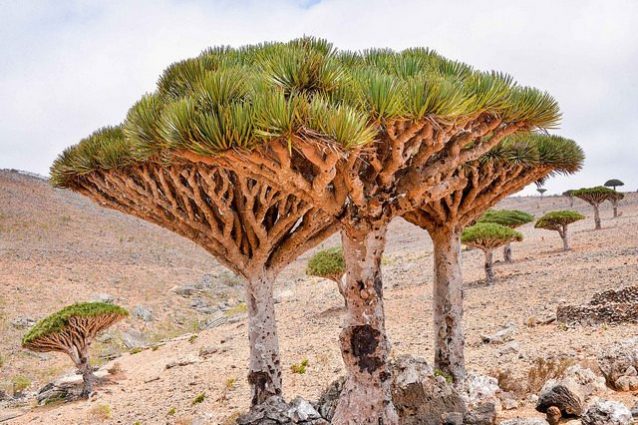 Alberi del Drago di Socotra – Foto di Rod Waddington
