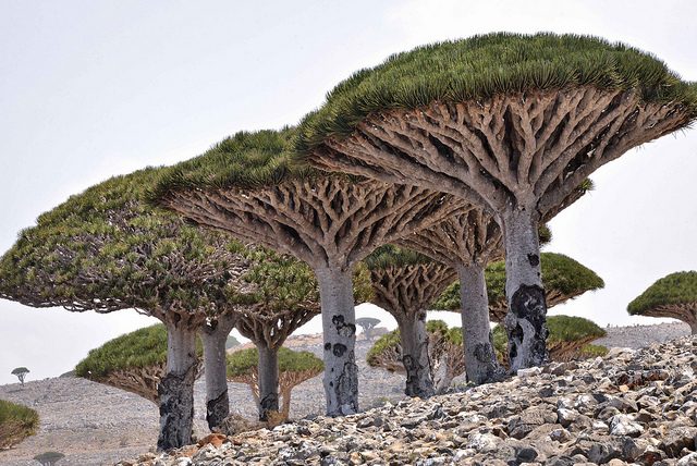 Alberi del Drago di Socotra – Foto di Rod Waddington