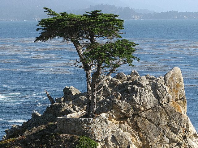 Cipresso solitario di Monterey – Foto di Kevin Rushforth