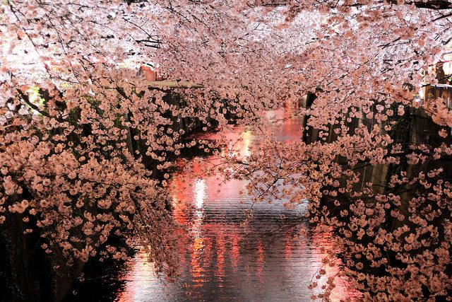 Hanami. Fioritura dei ciliegi. Foto da Flickr