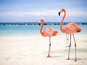 Una spiaggia paradisiaca dove fare il bagno con i fenicotteri rosa