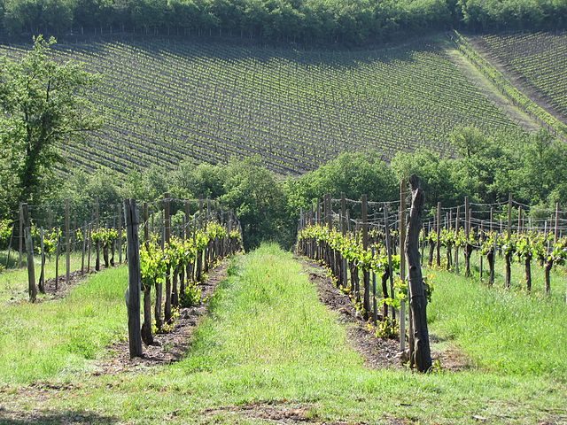 Vigneti a Radda in Chianti (Foto Wikimedia Commons)