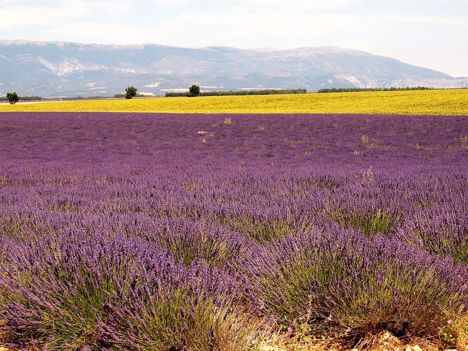 Provenza. Foto di Wendall