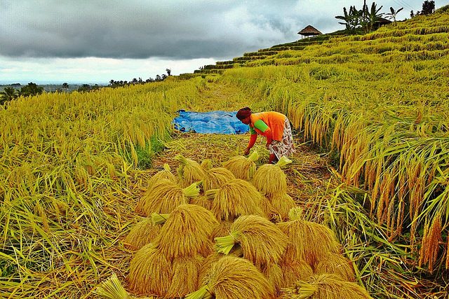 Risaie di Jatiluwih.