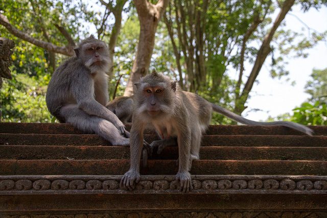Monkey Forest