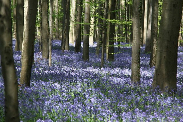 Foresta di Hallerbos – Foto Wikimedia Commons