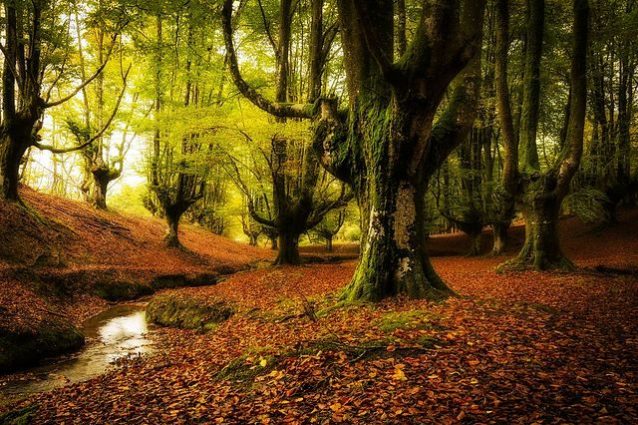 Foresta di Otzarreta, Spagna – Foto Wikipedia