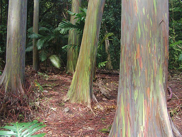 Foresta dipinta, Maui – Foto Wikimedia Commons