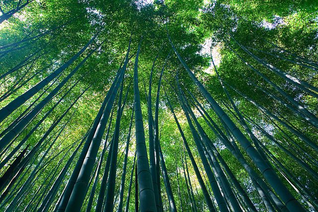 Foresta di bambù di Arashiyama – Foto Wikimedia Commons