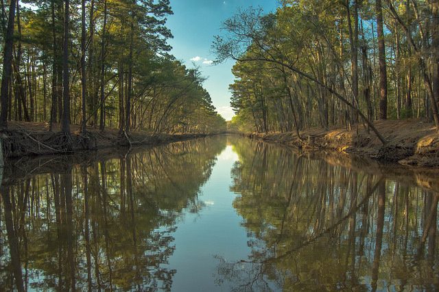 Caddo Lake – Foto di Maciej Kraus