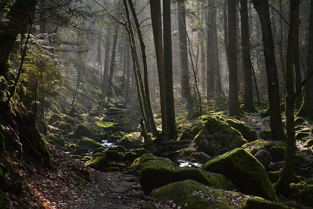 Foresta Nera – Foto di ptwo