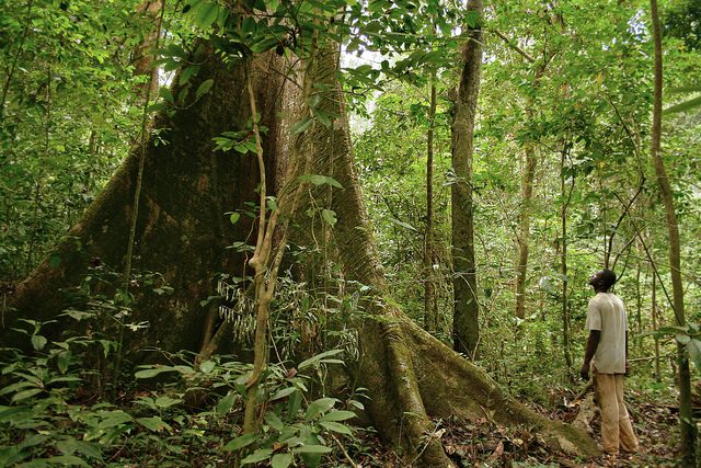 Foresta tropicale in Gabon – Foto di Axel Rouvin
