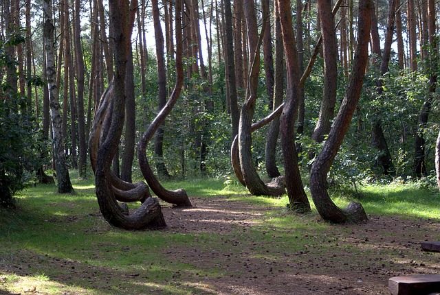 Foresta storta di Gryfino – Foto Maxpixel