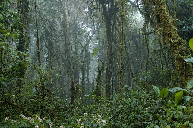 Monteverde Cloud Forest, Costa Rica – Foto travelmag.com