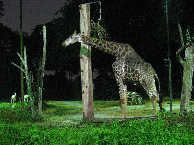 Night Safari. Singapore