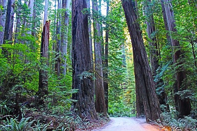 Redwood National Park – Foto Pixabay