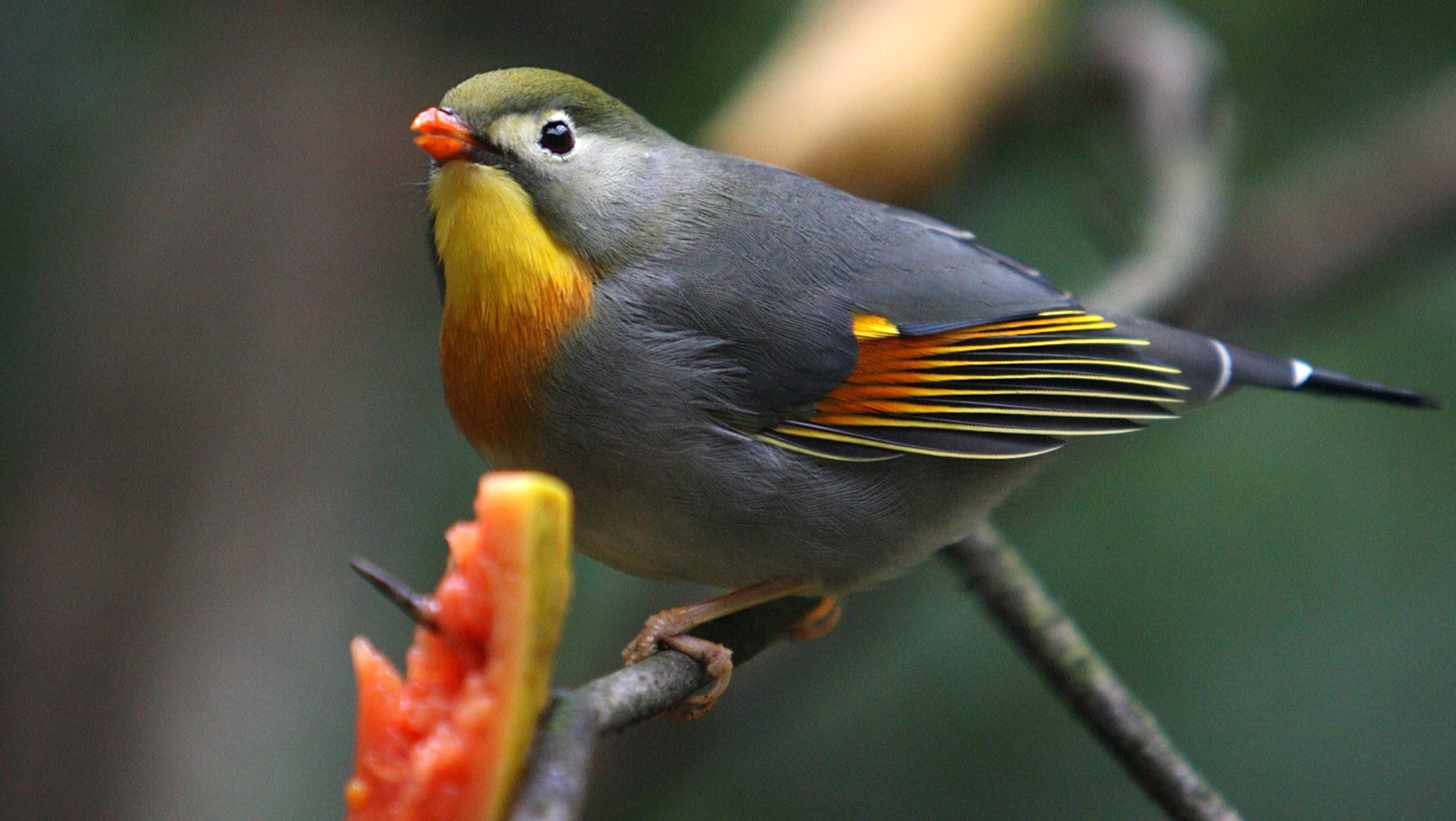 siti per scaricare canti uccelli