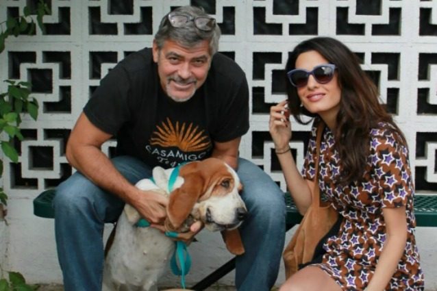 George Clooney e Amal donano 10mila dollari per salvare nove cani