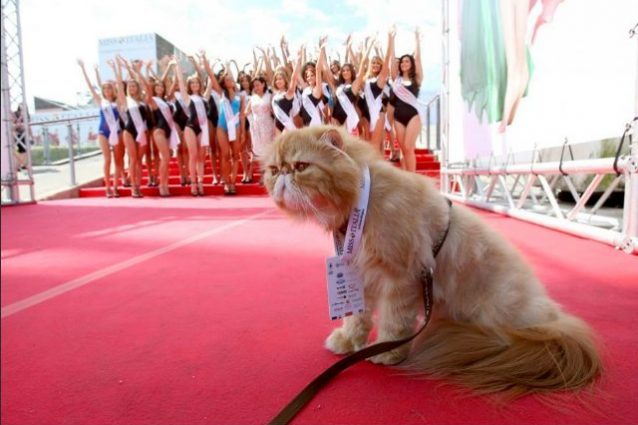 Miss Italia 2017, il gatto Yoda al fianco di Facchinetti con la voce di Francesco Pannofino