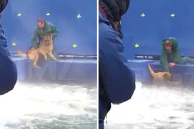 Cani spaventati sul set di "Qua la zampa!", forzati a tuffarsi in acque agitate