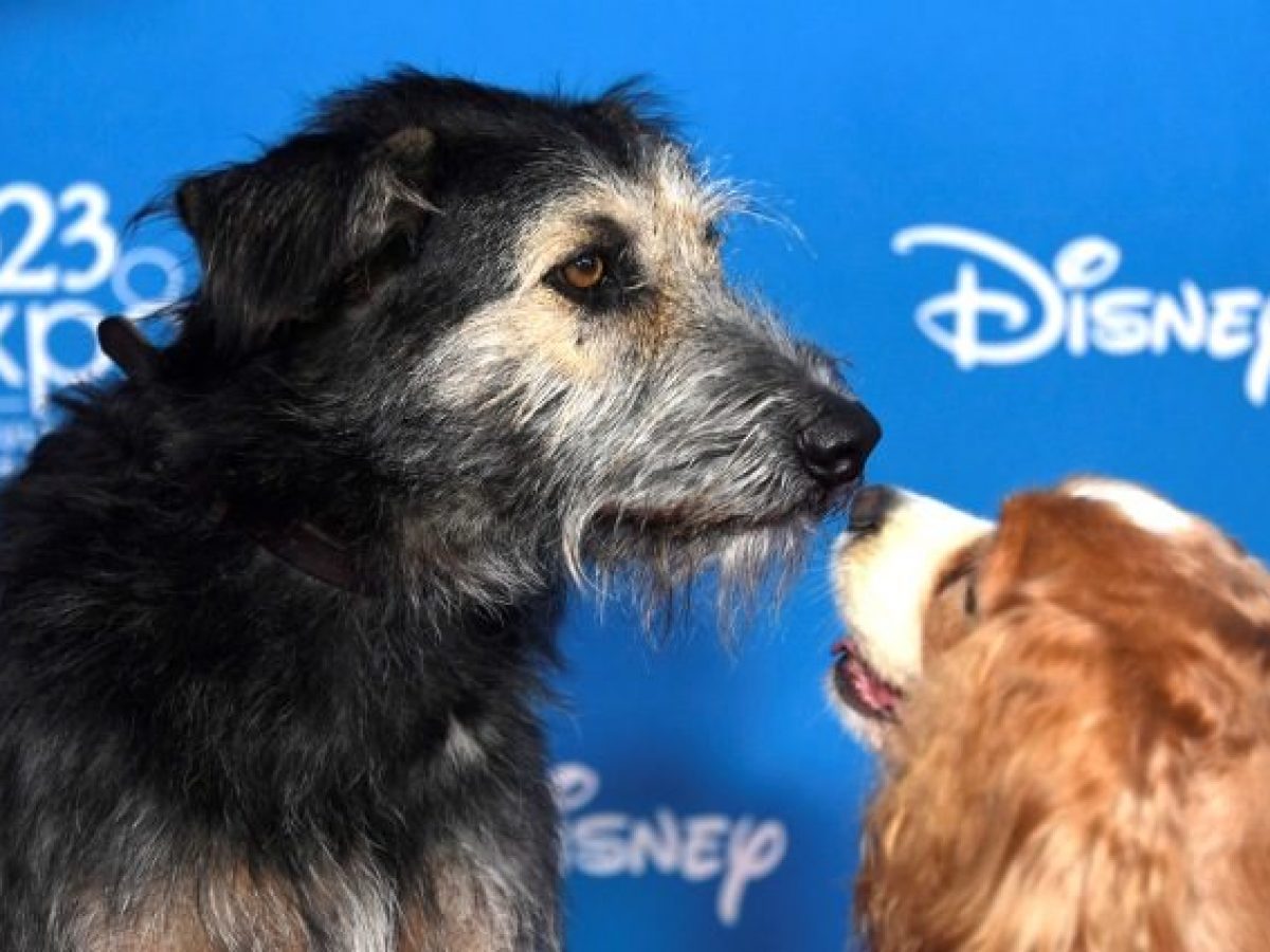 Che Razza è Il Cane Di Lilli E Vagabondo