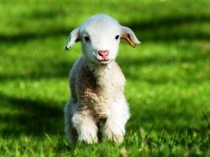 Mangi agnello a Pasqua?